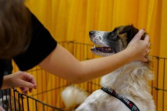 Evento em Manaus vai oferecer adoção e vacinação de animais