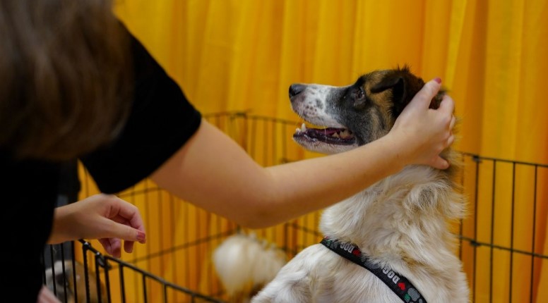 Evento em Manaus vai oferecer adoção e vacinação de animais