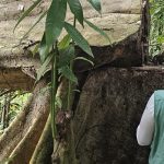 AM libera corte e manejo de árvores após defeso florestal