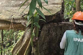 AM libera corte e manejo de árvores após defeso florestal