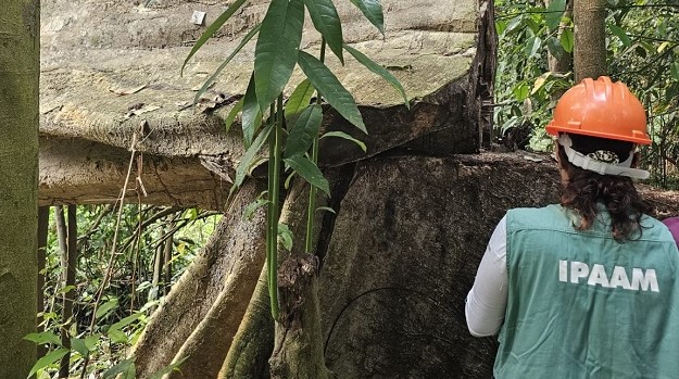 AM libera corte e manejo de árvores após defeso florestal