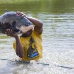 Pescadores de Tefé iniciam pesca do tambaqui após defeso
