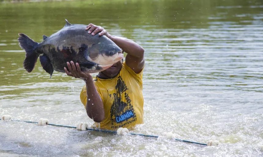 Pescadores de Tefé iniciam pesca do tambaqui após defeso