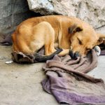 MPAM vai acompanhar criação de políticas para animais em Maraã