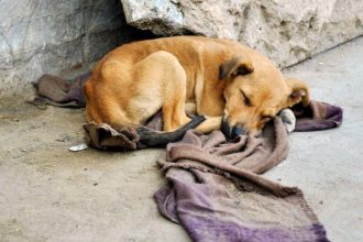 MPAM vai acompanhar criação de políticas para animais em Maraã