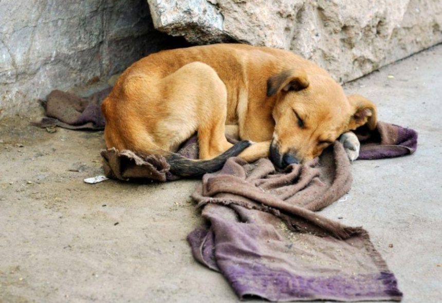 MPAM vai acompanhar criação de políticas para animais em Maraã