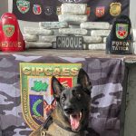 Cadela policial encontra droga em operação da Base Arpão