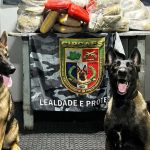 Cães farejadores encontram 91k de drogas avaliadas em R$ 4,4 milhões, em Coari.