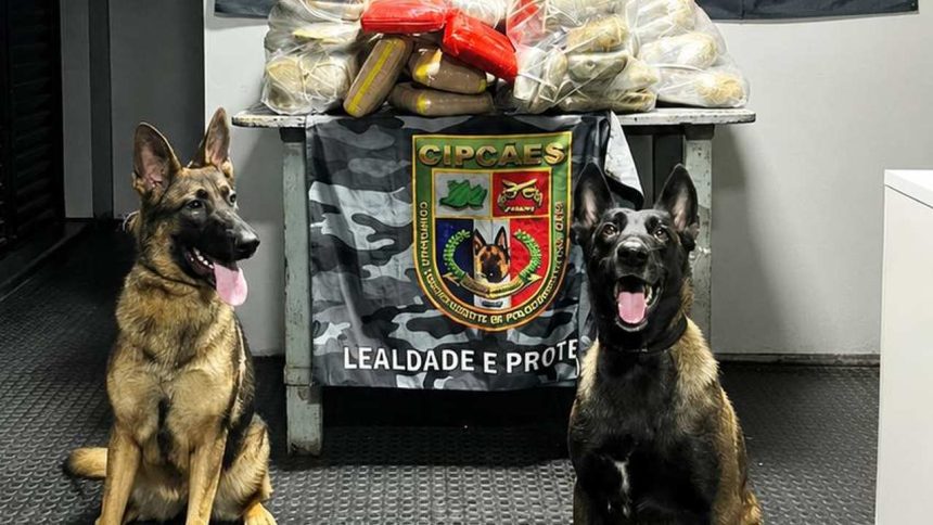 Cães farejadores encontram 91k de drogas avaliadas em R$ 4,4 milhões, em Coari.