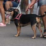 Castramóvel abre vagas para castração em cães e gatos