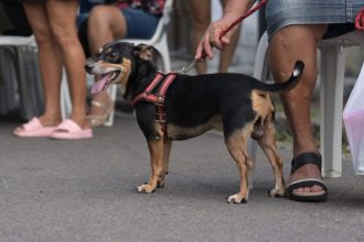 Castramóvel abre vagas para castração em cães e gatos