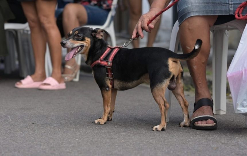 Castramóvel abre vagas para castração em cães e gatos