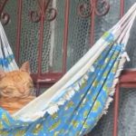 Vídeo de gato flagrado cochilando em rede na frente de casa viraliza em Manaus