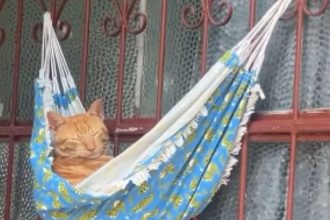 Vídeo de gato flagrado cochilando em rede na frente de casa viraliza em Manaus