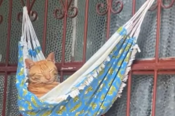 Vídeo de gato flagrado cochilando em rede na frente de casa viraliza em Manaus
