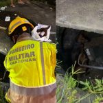 Após briga, cachorros caem em bueiro e são resgatados pelos bombeiros em Manaus