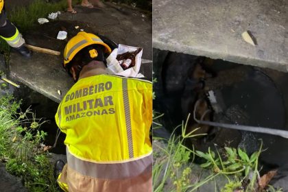 Após briga, cachorros caem em bueiro e são resgatados pelos bombeiros em Manaus