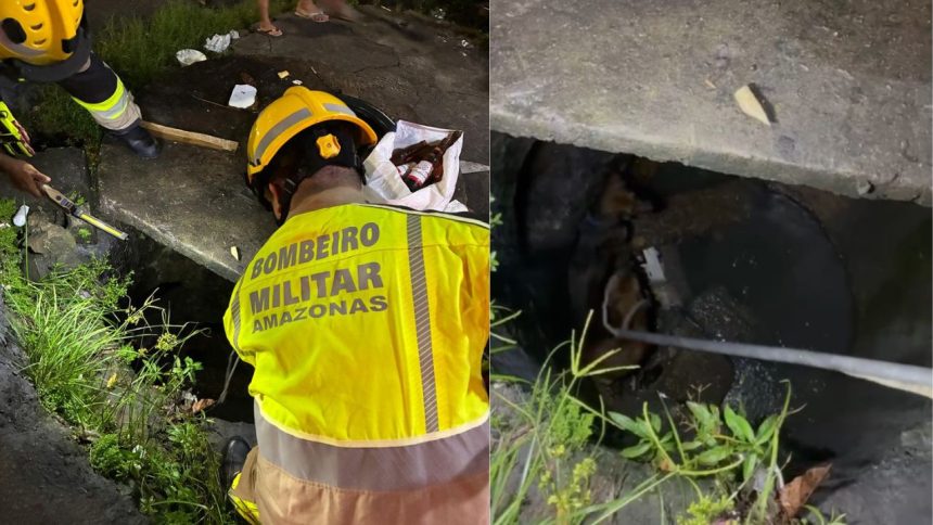 Após briga, cachorros caem em bueiro e são resgatados pelos bombeiros em Manaus