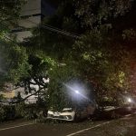 Árvore desaba sobre carros na Avenida Getúlio Vargas, em Manaus