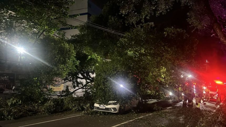 Árvore desaba sobre carros na Avenida Getúlio Vargas, em Manaus