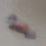 Corpo de homem é encontrado em igarapé na Zona Norte de Manaus