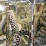 Cheia dos rios eleva número de acidentes com cobras e escorpiões no Amazonas