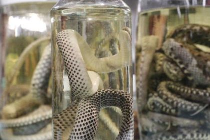 Cheia dos rios eleva número de acidentes com cobras e escorpiões no Amazonas