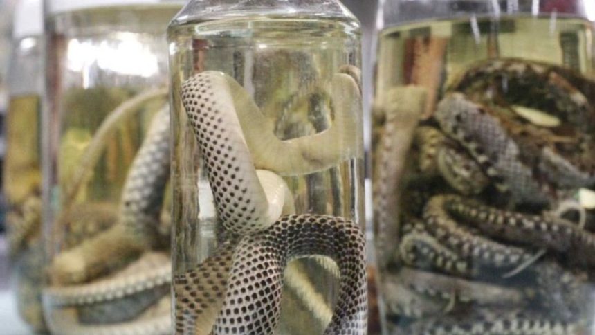 Cheia dos rios eleva número de acidentes com cobras e escorpiões no Amazonas
