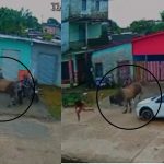 Boi solto em área urbana assusta moradores e derruba moto em Anori