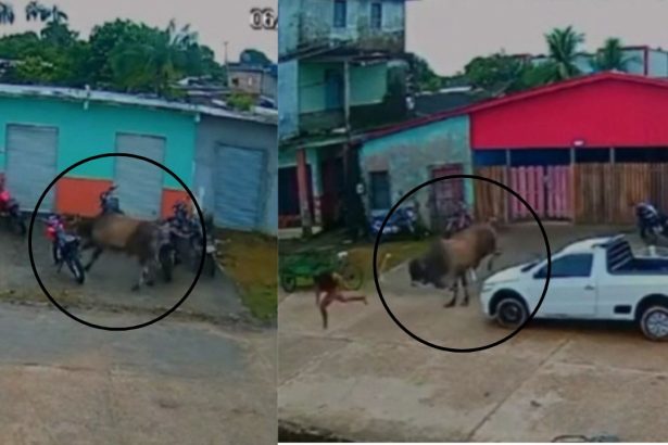 Boi solto em área urbana assusta moradores e derruba moto em Anori