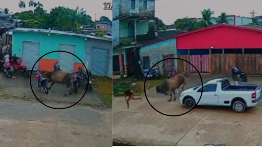 Boi solto em área urbana assusta moradores e derruba moto em Anori