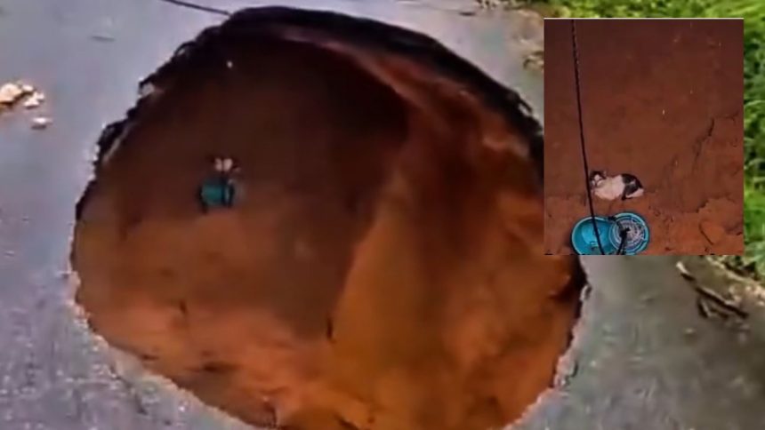 Gato é resgatado por bombeiros após cair em buraco aberto em rua de Manaus