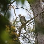 Desmatamento de refúgio para aves ameaçadas na Amazônia