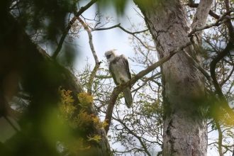Desmatamento de refúgio para aves ameaçadas na Amazônia
