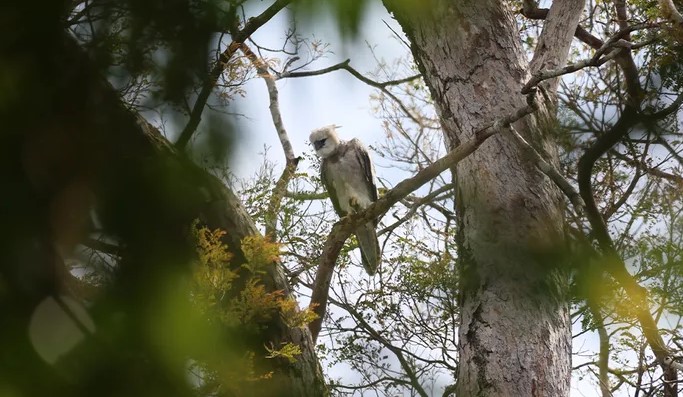 Desmatamento de refúgio para aves ameaçadas na Amazônia