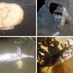 Ibama aponta ilícito da Mineração Taboca no Amazonas