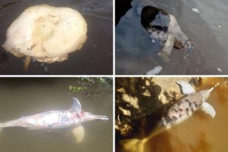 Ibama aponta ilícito da Mineração Taboca no Amazonas