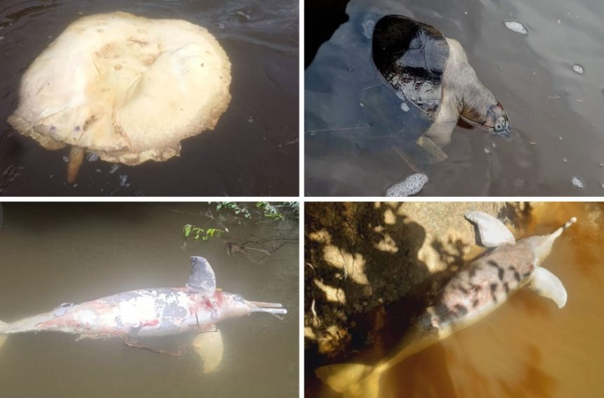 Ibama aponta ilícito da Mineração Taboca no Amazonas