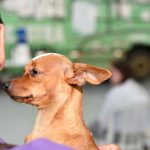 Compensa recebe mutirão para castração, vacinação e mais