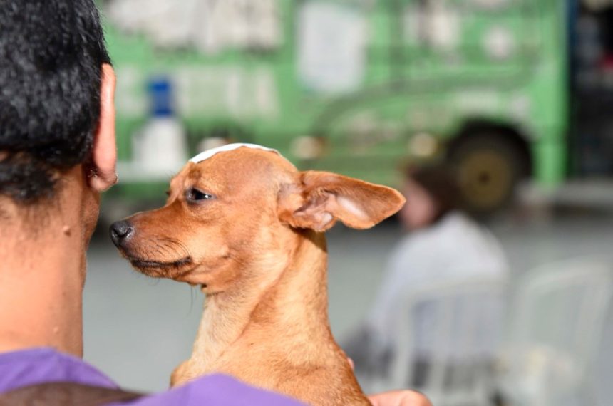 Compensa recebe mutirão para castração, vacinação e mais