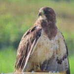 Aeroportos VINCI no AM fortalecem proteção da biodiversidade