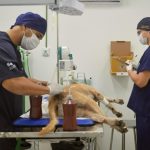 Hospital Veterinário abre seleção com 14 vagas em Manaus