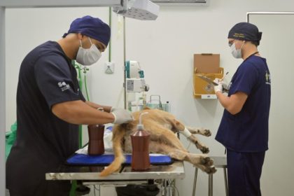 Hospital Veterinário abre seleção com 14 vagas em Manaus