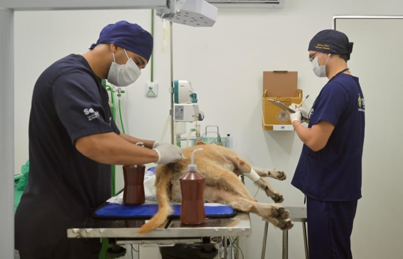 Hospital Veterinário abre seleção com 14 vagas em Manaus