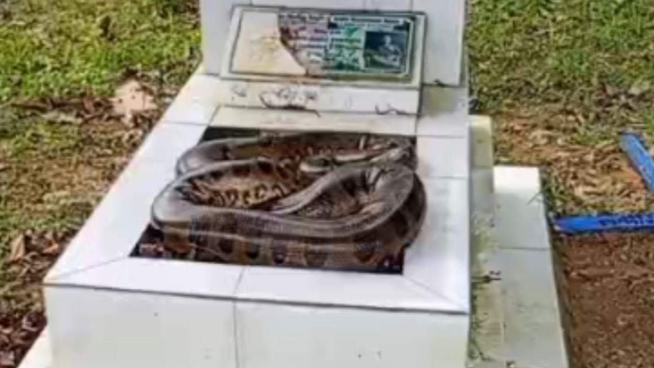 Trabalhador encontra cobra durante limpeza de túmulo em cemitério de Manaus